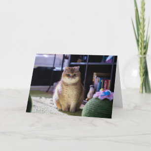 Hosico is watching card