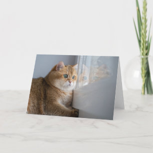 Hosico looks out the window card