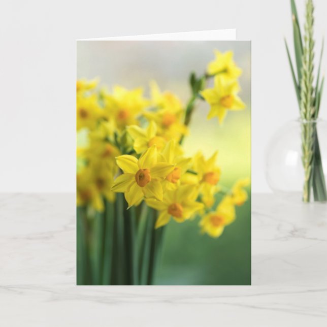 Host of miniature daffodils card (Front)