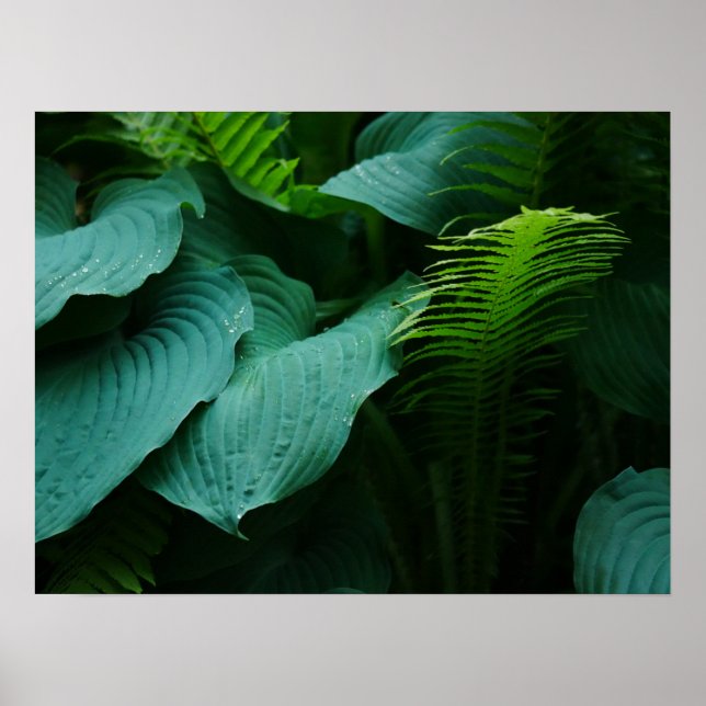 Hosta and Fern Poster (Front)