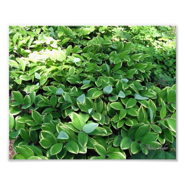 Hosta Bed Photo Print (Front)