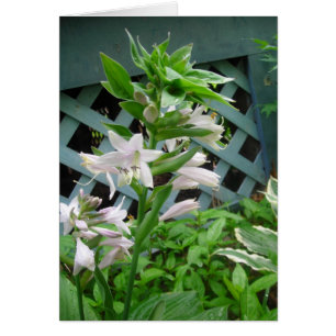Hosta bells