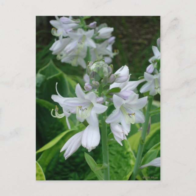 Hosta Blooms Postcard (Front)