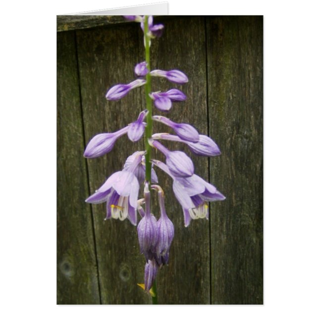 Hosta Flower (Front)