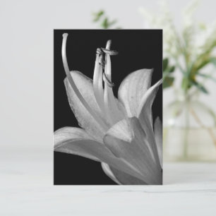 Hosta Flower Black, White Elegant Macro Photograph