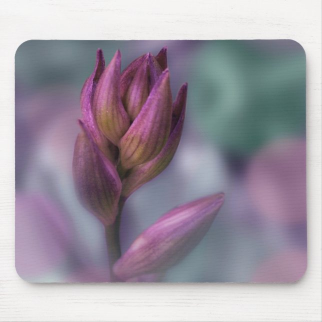 Hosta Flower Bud Purple And Green Mouse Pad (Front)