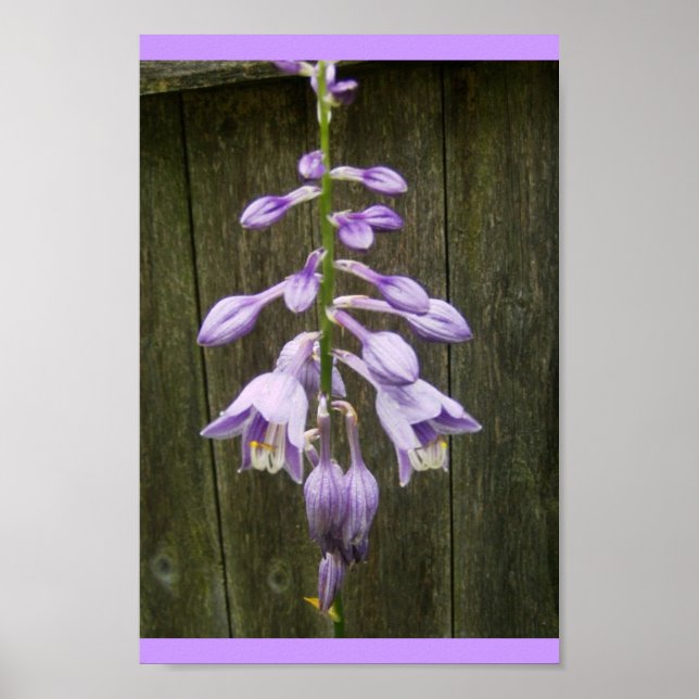 Hosta Flower Poster (Front)