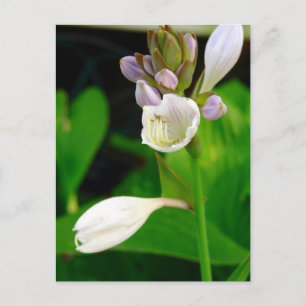 Hosta Flowers Postcard