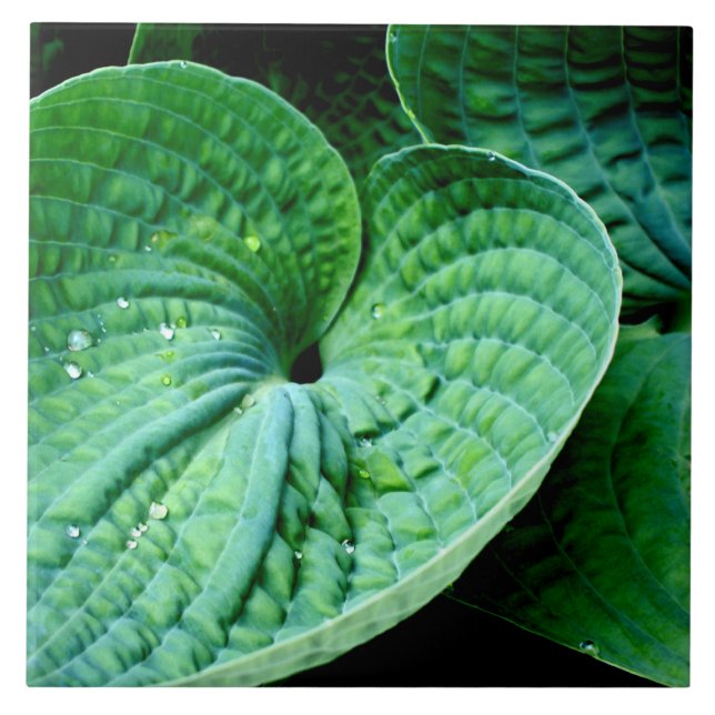 Hosta Heart Ceramic Tile (Front)