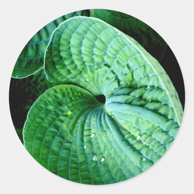 Hosta Heart Classic Round Sticker (Front)
