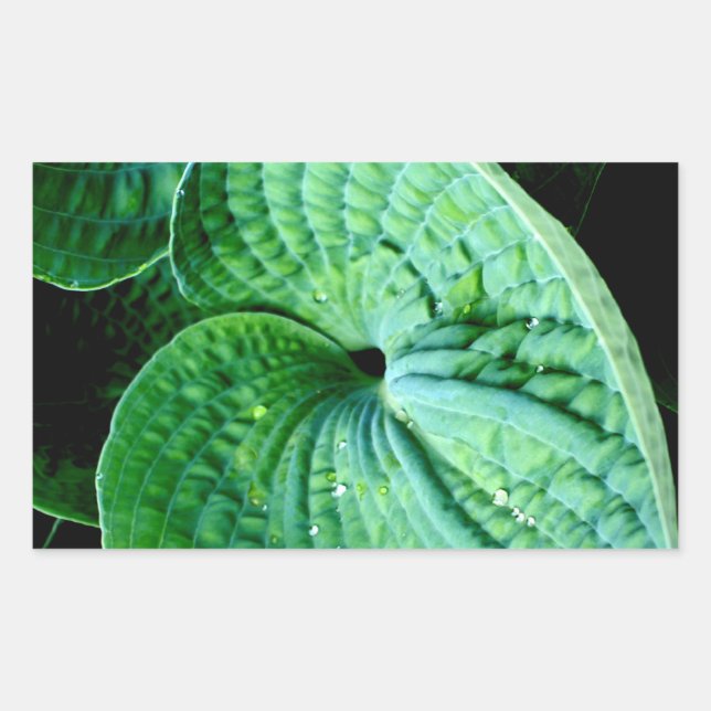 Hosta Heart Rectangular Sticker (Front)