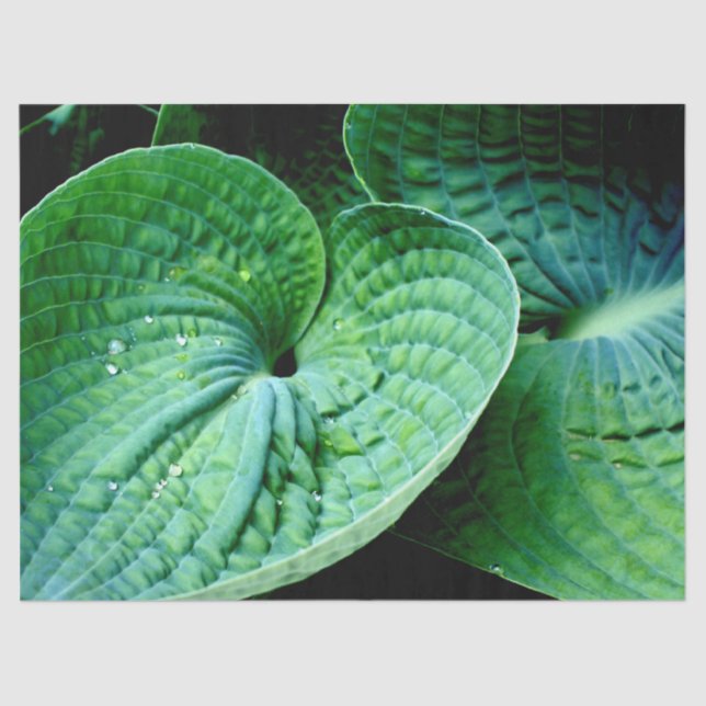 Hosta Heart Tissue Paper (Front)