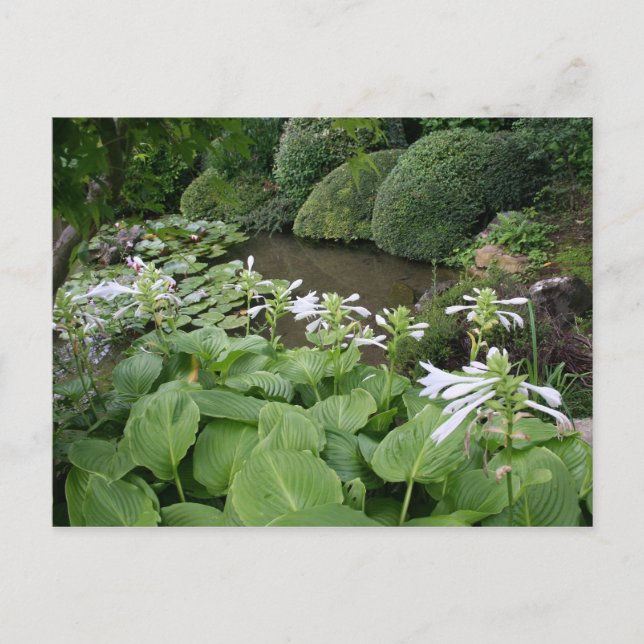 Hosta in a Zen Garden 2 Postcard (Front)