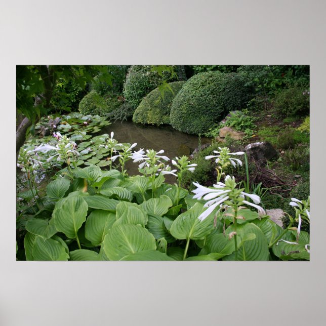 Hosta in a Zen Garden 2 Poster (Front)