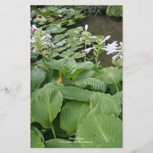 Hosta in a Zen Garden 2 Stationery