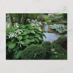 Hosta in a Zen Garden 3 Postcard