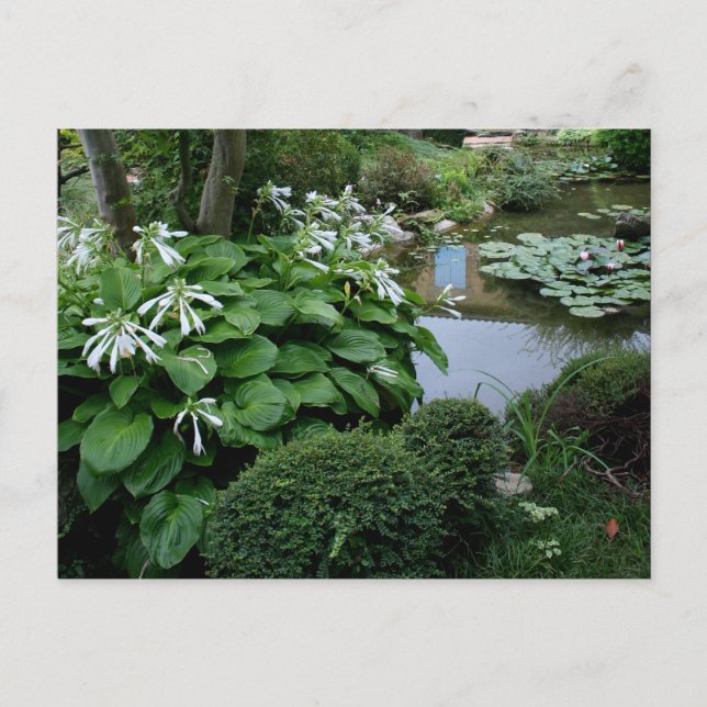 Hosta in a Zen Garden 3 Postcard (Front)