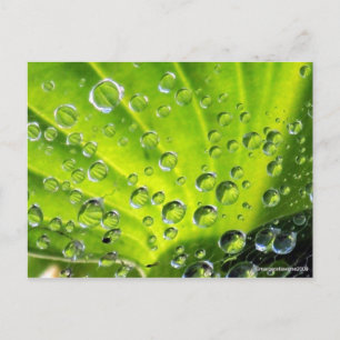 Hosta in the Morning Dew Postcard