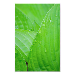 Hosta Leaves and Water Droplets Photo Print