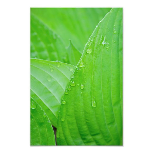 Hosta Leaves and Water Droplets Photo Print (Front)