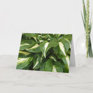Hosta Leaves Card