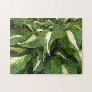 Hosta Leaves Jigsaw Puzzle