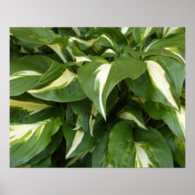 Hosta Leaves Poster (Front)