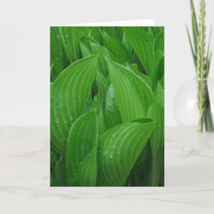 Hosta Leaves with Raindrops Birthday Card