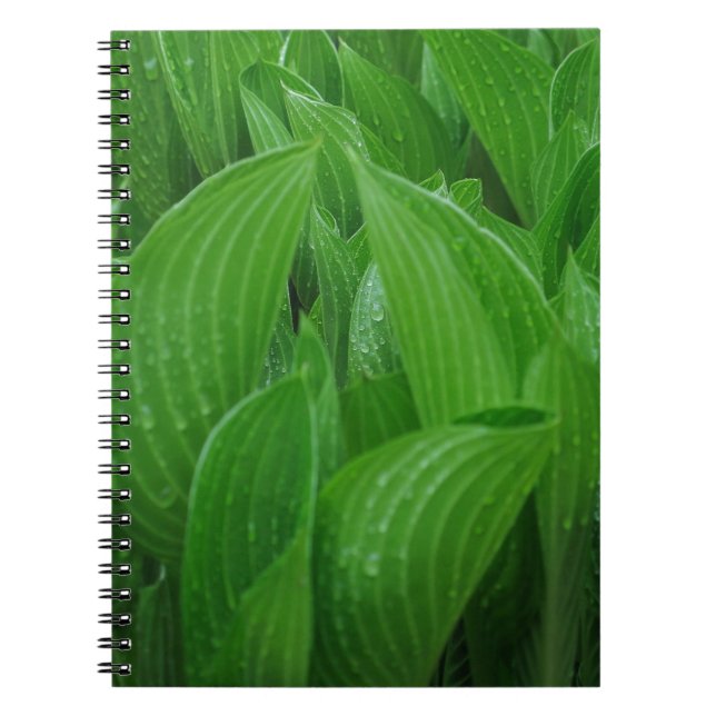 Hosta Leaves with Raindrops Notebook (Front)