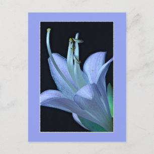 Hosta Ornate Lavender & Blue Floral Photo Postcard