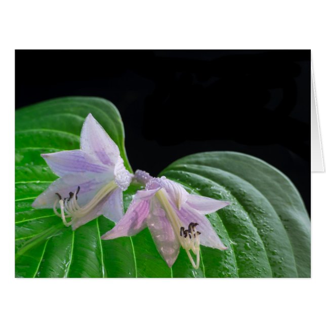 Hosta Plant Leaf and Flowers (Front Horizontal)