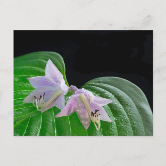 Hosta Plant Leaf and Flowers Postcard (Front)