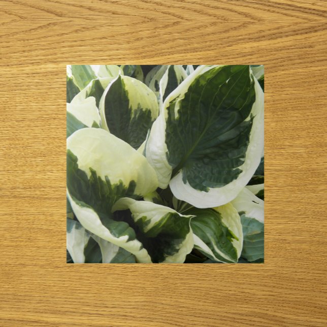 Hosta Plant Leaves Floral Tile (In Situ)