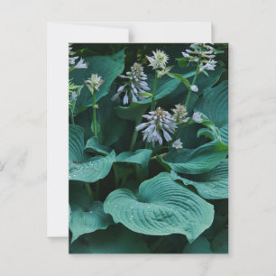Hosta Postcard