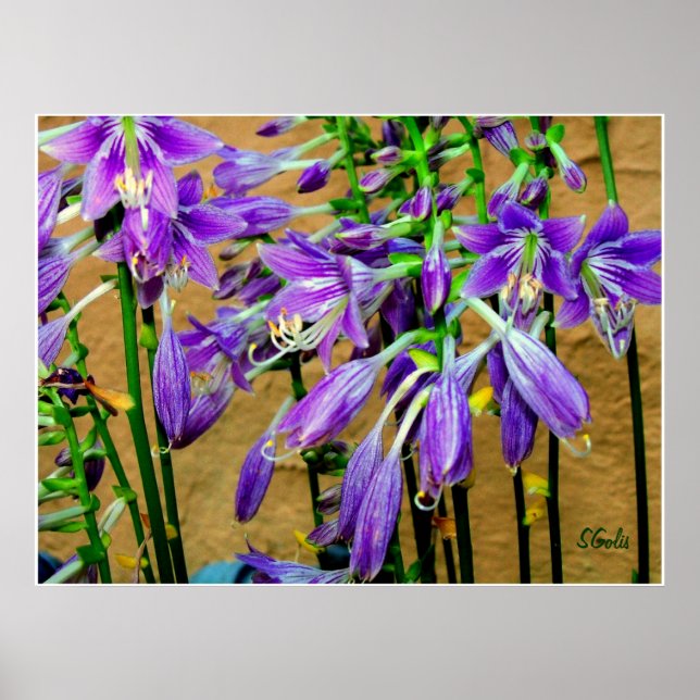 Hosta Purple  Flower Garden Poster (Front)