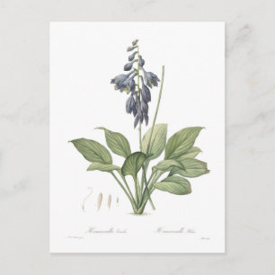 Hosta ventricosa postcard