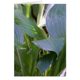 Hostas