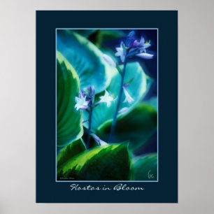 Hostas in Bloom Poster