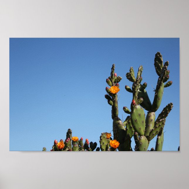 Hot Africa Desert Cactus Plant Prickly Pear Flower Poster (Front)