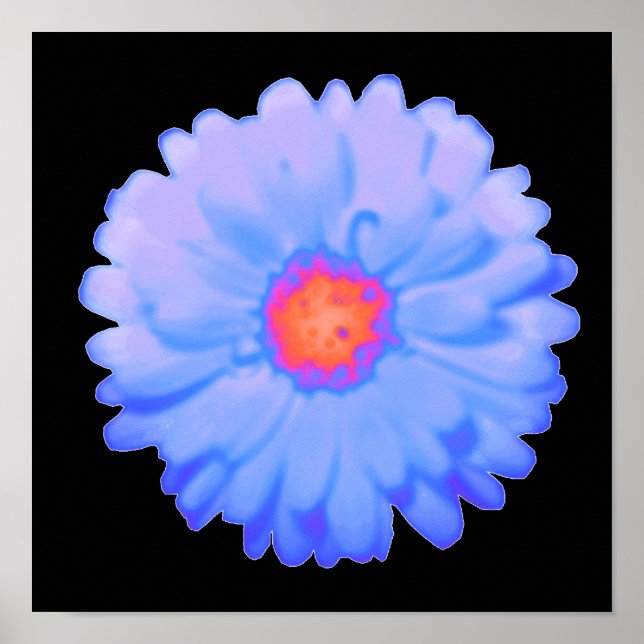 Hot and Cold Marigold Poster (Front)