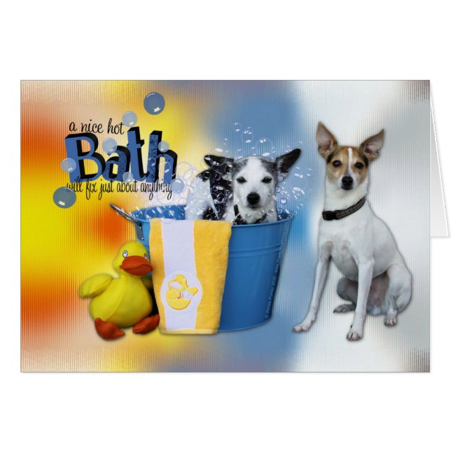 Hot Bath - Rat Terrier (Front Horizontal)