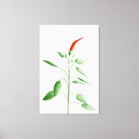 Hot Chilli Pepper Plant Botanical Illustration