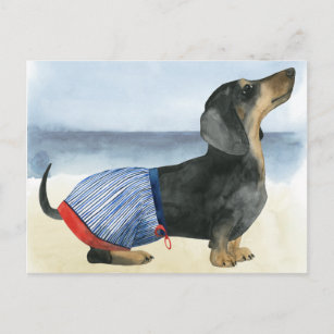 Hot Dog   Puppy In Swimming Trunks Postcard