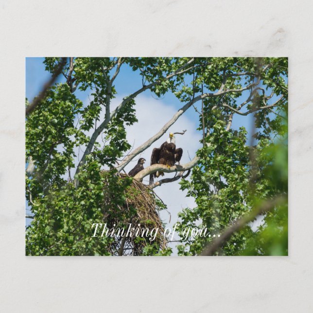Hot Eagles Thinking Of You Postcard (Front)