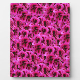 Hot Magenta Geranium Flowers, Plaque