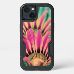 Hot Pink African Daisy