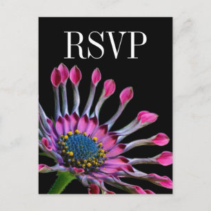 Hot Pink African Daisy Wedding RSVP Postcard