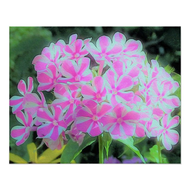 Hot Pink and White Peppermint Twist Garden Phlox Poster (Front)