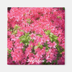 Hot Pink Azaleas Magnet