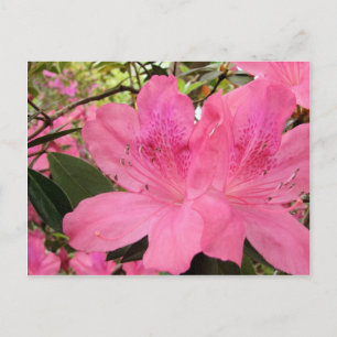 Hot Pink Azaleas Postcard